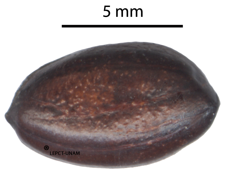 Hampea nutricia Hampea nutricia